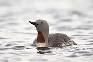 Water Bird Prints: Red-Throated Diver (Red-Throated Loon) (Gavia stellata), Iceland, Polar Regions
