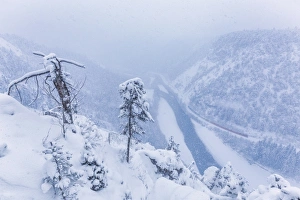Rhine Valley Prints: The Red Train travels in the Rhine Valley during a snowstorm, Rhein Gorge, Flims