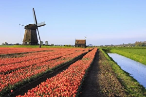Red Colour Prints: Red tulip fields and blue sky frame the windmill in spring, Berkmeer, Koggenland