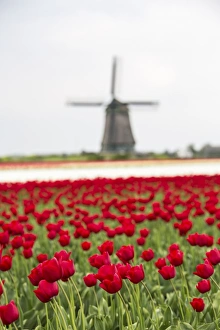 North Holland Prints: Red tulip fields frame the windmill in spring, Berkmeer, Koggenland, North Holland