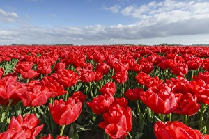 Traditionally Dutch Prints: Red tulips and clouds in the sky, Yersekendam, Zeeland province, Netherlands, Europe