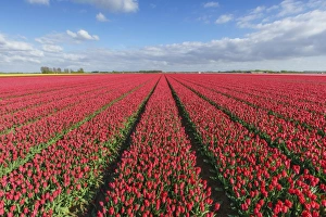 Traditionally Dutch Prints: Red tulips in field, Yersekendam, Zeeland province, Netherlands, Europe
