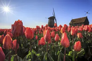 Red Colour Prints: Red tulips in foreground and blue sky frame the windmill in spring, Schermerhorn