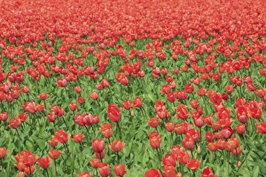 South Holland Prints: Red tulips and green grass colour the landscape in spring, Keukenhof Park, Lisse