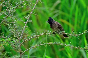 Beak Prints: Red-vented Bulbul perched on a branch surrounded by green vegetation in Sri Lanka