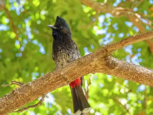 Nature Lovers Prints: Red-vented bulbul (Pycnonotus cafer)