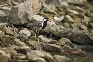 Ranthambhore Prints: Red wattled lapwing (Vanellus indicus), Ranthambhore, Rajasthan, India, Asia