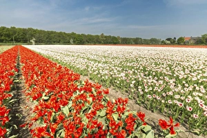 South Holland Prints: The red and white tulips colour the landscape in spring