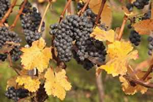 Grapevine Prints: Red wine grapes, autumn, Uhlbach, Baden Wurttemberg, Germany, Europe