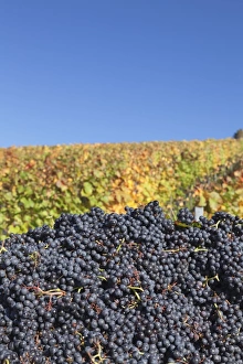 Red wine grapes with colourful vineyards in autumn, grape harvest, Uhlbach, Stuttgart, Baden Wurttemberg, Germany, Europe Red wine grapes with colourful vineyards in autumn, grape harvest, Uhlbach, Stuttgart, Baden Wurttemberg, Germany, Europe