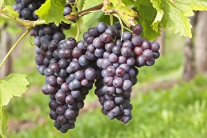 Uhlbach Prints: Red wine grapes, Uhlbach, Baden Wurttemberg, Germany, Europe
