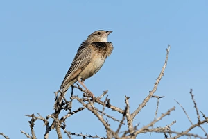 Tsavo Prints: A red-winged lark (Mirafra hypermetra) perching, Tsavo, Kenya, East Africa, Africa