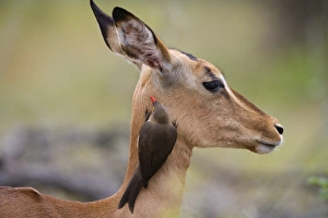 Redbilled oxpecker (Buphagus erythrorhynchus), on impala, Kruger National Park Redbilled oxpecker (Buphagus erythrorhynchus), on impala, Kruger National Park