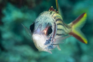 Images Dated 2nd June 2008: Redcoat squirrelfish (Sargocentron rubrum), Sulawesi, Indonesia, Southeast Asia, Asia