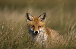 Mecklenburg Vorpommern Prints: Redfox, (Vulpes vulpes)