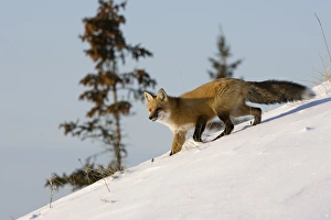 Manitoba Prints: Redfox (Vulpes vulpes), Churchill, Hudson Bay, Manitoba, Canada, North America
