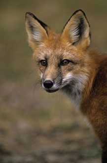 Redfox, (Vulpes vulpes), Ivanhoe Lake, Ontario, Canada