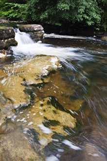 Wensleydale Prints: Redmire Force near Swinithwaite in Wensleydale