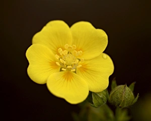 Wild Flowers Prints: Redstem cinquefoil (Potentilla rubricaulis) bloom, Gunnison National Forest