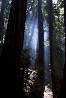 Hope Prints: Redwood forest