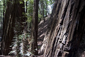 Redwood forest