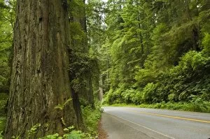 Images Dated 7th August 2007: Redwood National Park, California, United States of America, North America