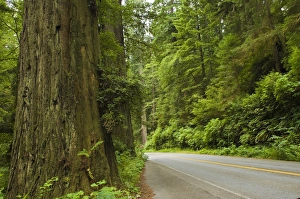 Images Dated 7th August 2007: Redwood National Park, California, United States of America, North America