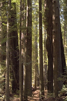 Trunks Prints: Redwoods, Humboldt County