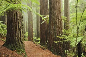 Trail Prints: Redwoods and Tree Ferns, The Redwoods, Rotorua, Bay of Plenty, North Island