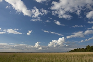 Reed Prints: Reed bed at Burgh Castle, Great Yarmouth, Norfolk, England, United Kingdom, Europe