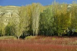 New Castile Prints: Reed beds for basket making, near Prego, Castilla La Mancha, Spain, Europe