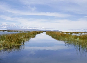 Flat Prints: Reed Islands