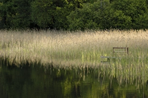 Lithuanian Prints: Reeds along the shore of Trakai Lake