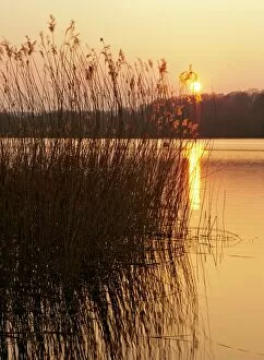 Surrey Collection: Reeds at sunset, Frensham Great Pond, Frensham, Surrey, England, UK, Europe