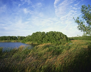 Reeds Prints: Reeds and waterway, Everglades National Park, Florida, United States of America