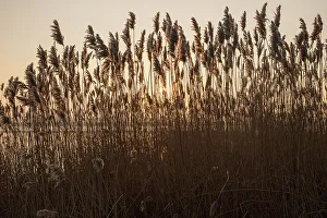 Reeds Prints: Reeds winter sunset, River Deben, Ramsholt, Suffolk, England, United Kingdom, Europe