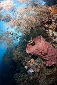 Reef with azure vase sponge and pennant bannerfish (Heniochus chrysostomus), Sulawesi, Indonesia, Southeast Asia, Asia
