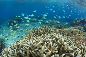 Indonesian Prints: Reef fishes amongst profusion of hard plate at Pulau Setaih Island, Natuna Archipelago