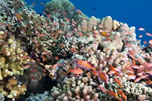 School Of Fish Prints: Reef with male and female redfin anthias (Pseudanthias dispar)