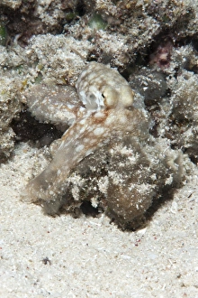 Images Dated 31st May 2008: Reef octopus (Octopus cyanea), Sulawesi, Indonesia, Southeast Asia, Asia