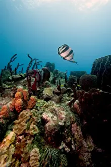 Dominica Prints: Reef scene with banded butterflyfish (Chaetodon striatus)