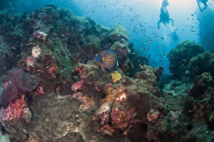 Images Dated 27th June 2008: Reef scene with blue angelfish (Pomacanthus annularis), Thailand, Southeast Asia, Asia