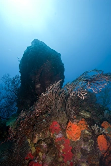 Reef scene, Dominica, West Indies, Caribbean, Central America