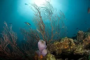 Images Dated 8th March 2008: Reef scene with fan coral and vase sponge, St. Lucia, West Indies, Caribbean, Central America