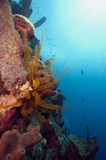 Dominica Prints: Reef scene with feather star, Dominica, West Indies, Caribbean, Central America