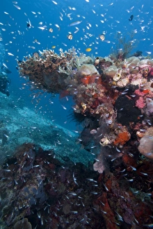 Komodo Prints: Reef scene, Komodo, Indonesia, Southeast Asia, Asia