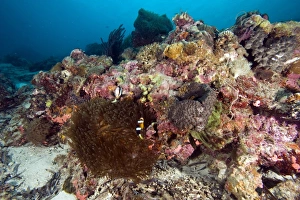 Wildlife Reserve Prints: Reef scene at Nalusuan Marine Sanctuary, Cebu, Philippines, Southeast Asia, Asia