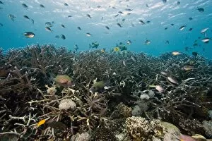 Images Dated 31st December 2011: Reef scene at Nalusuan Marine Sanctuary, Cebu, Philippines, Southeast Asia, Asia