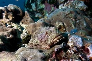 Reef scene with scorpionfish, Thailand, Southeast Asia, Asia