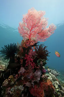 Under Water Prints: Reef scene with sea fan, Komodo, Indonesia, Southeast Asia, Asia